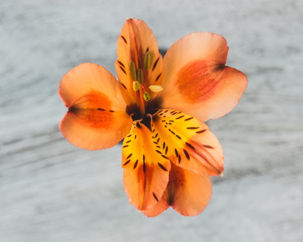 Orange Queen