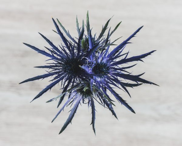 Eryngium_FPU3738