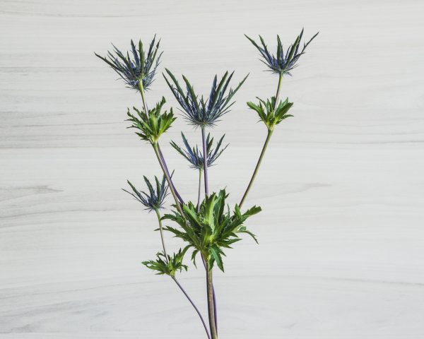 Eryngium_FPU3903