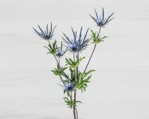 Eryngium_FPU3917