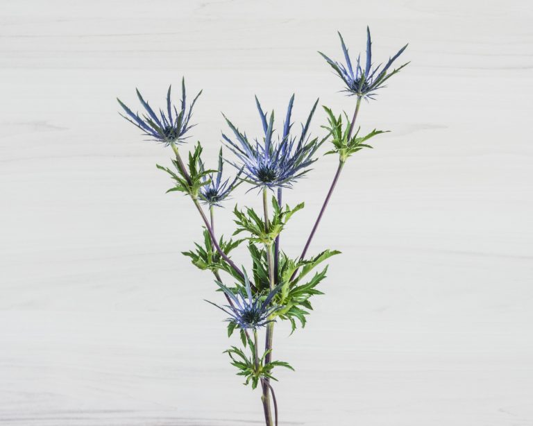Eryngium Charme Flowers