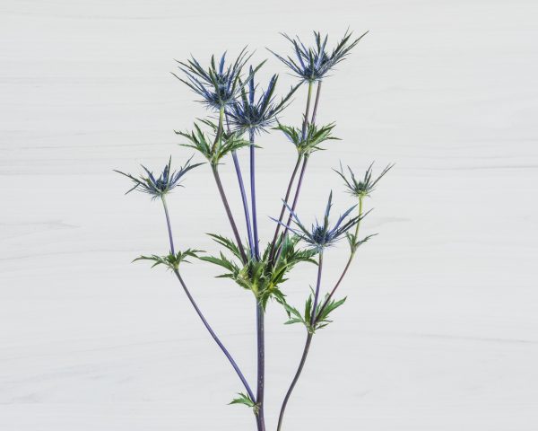 Eryngium_FPU3921