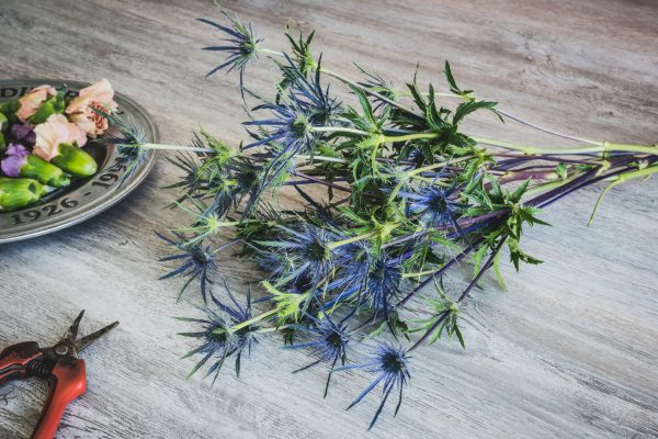 Eryngium Bunch