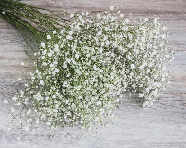 Gypsophila