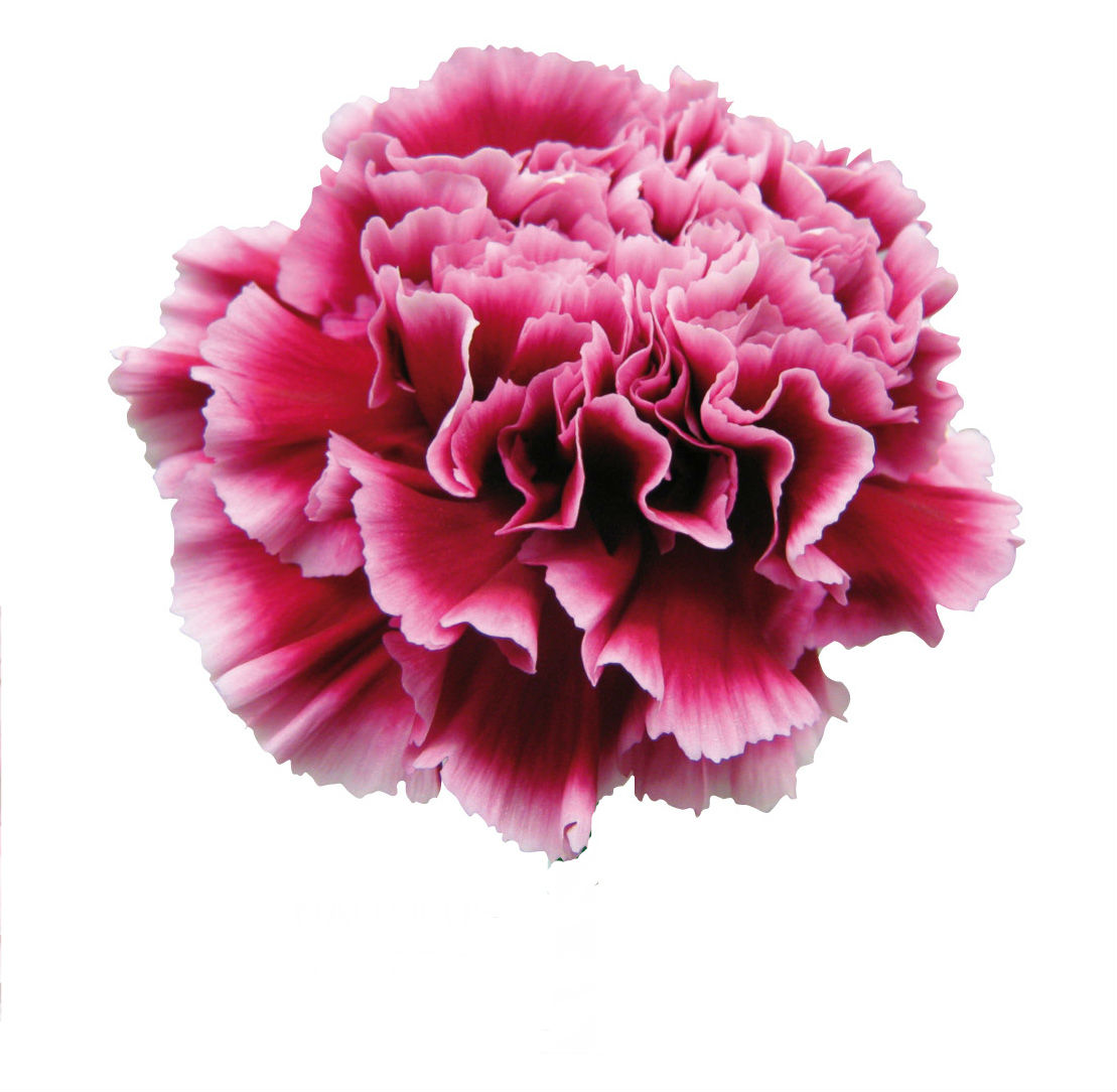 Carnations – Charme Flowers