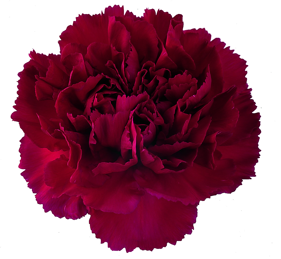 Carnations – Charme Flowers